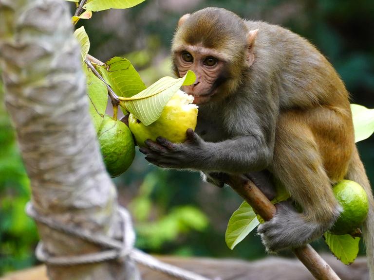 Kapuzineraffe beißt in Frucht