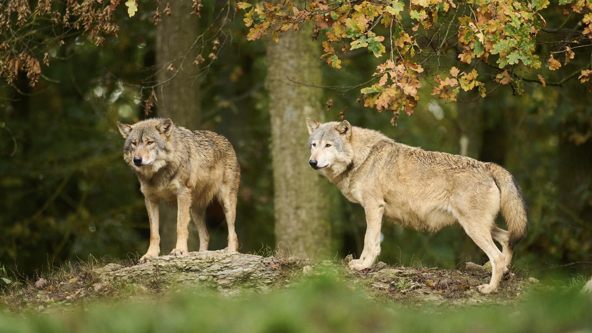 Zwei Wölfe stehen am Rand eines Waldes. 