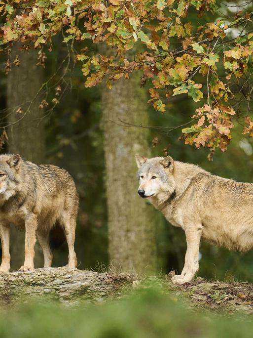 Zwei Wölfe stehen am Rand eines Waldes. 