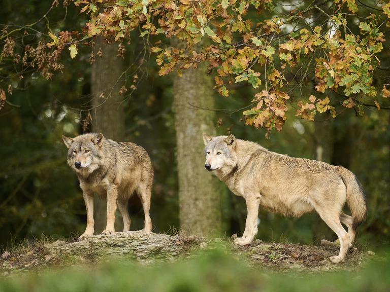 Zwei Wölfe stehen am Rand eines Waldes. 