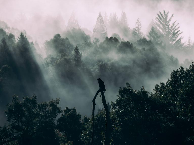 Eine Krähe sitzt auf einem Ast und blickt gen Wald.