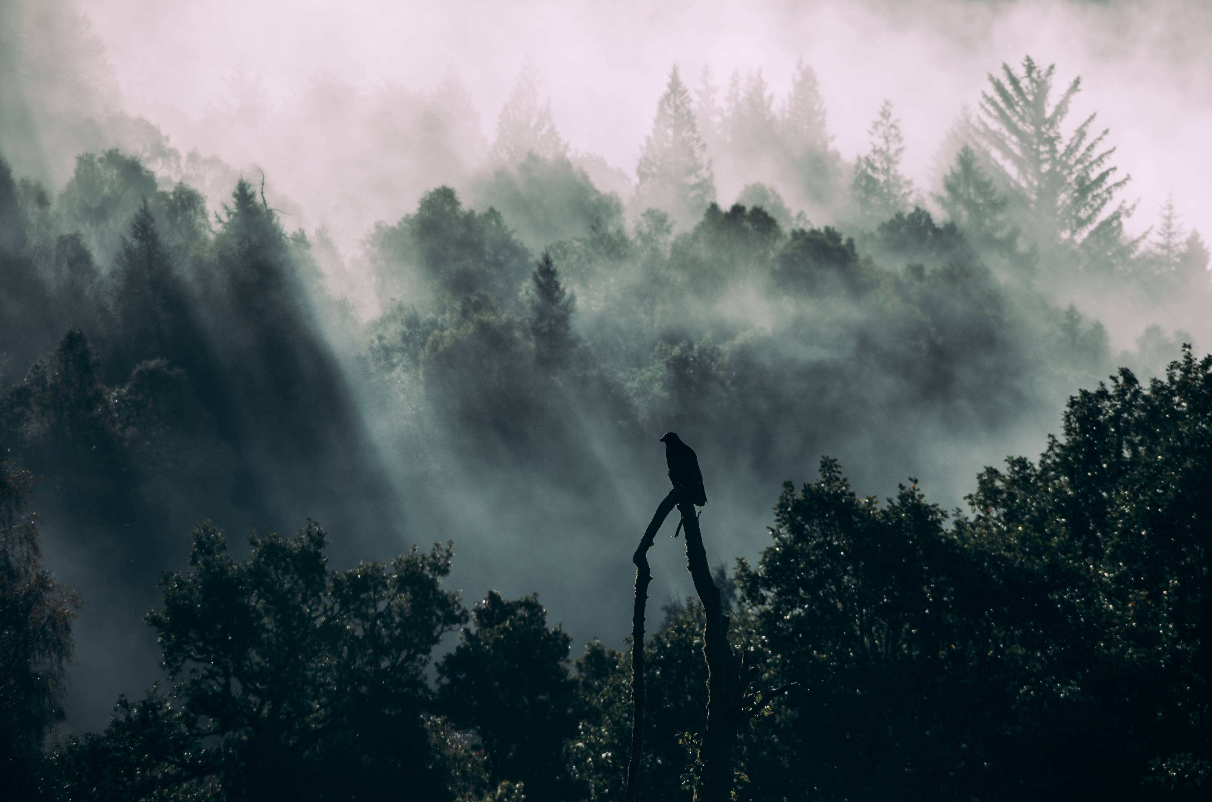 Eine Krähe sitzt auf einem Ast und blickt gen Wald.