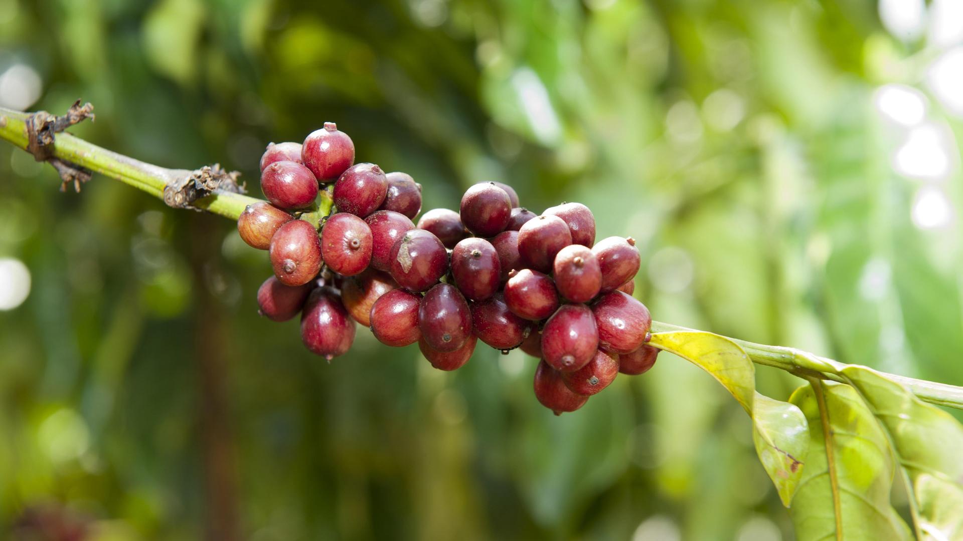 Reife Kaffeebohnen hängen an der Pflanze und sind bereit zum Pflücken