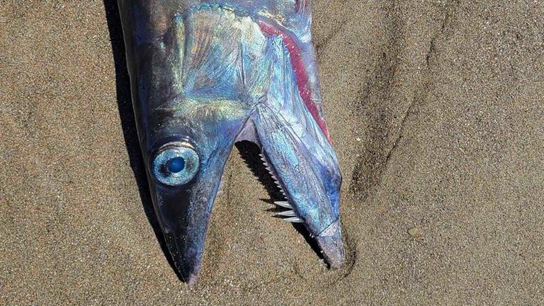 Ein toter Fisch mit großen Augen liegt am Strand im Sand. Ein toter Fisch mit großen Augen liegt am Strand im Sand.