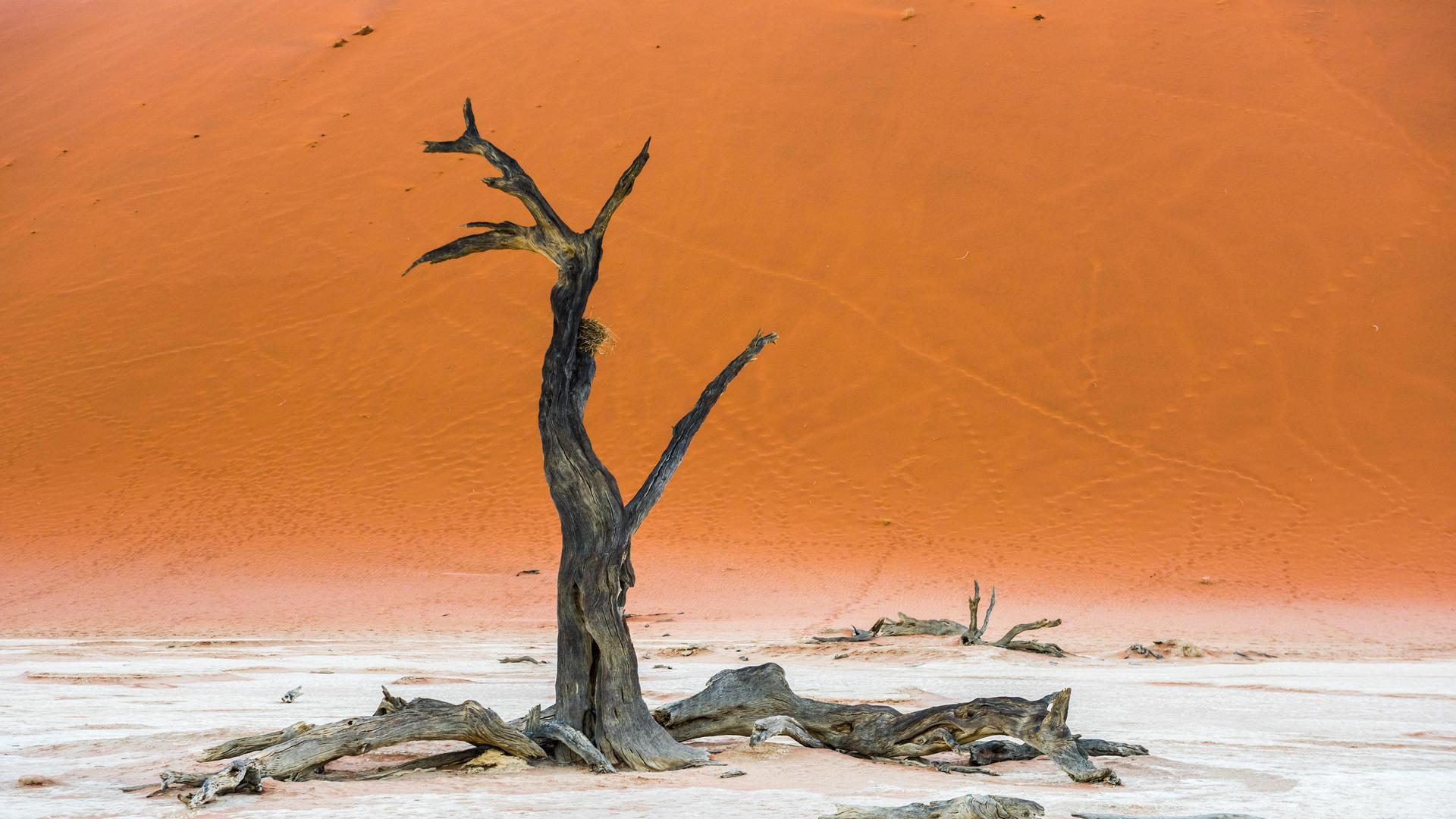 Ein vertrockneter Baum steht in einer Wüste. 