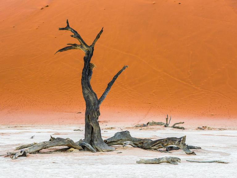 Ein vertrockneter Baum steht in einer Wüste. 