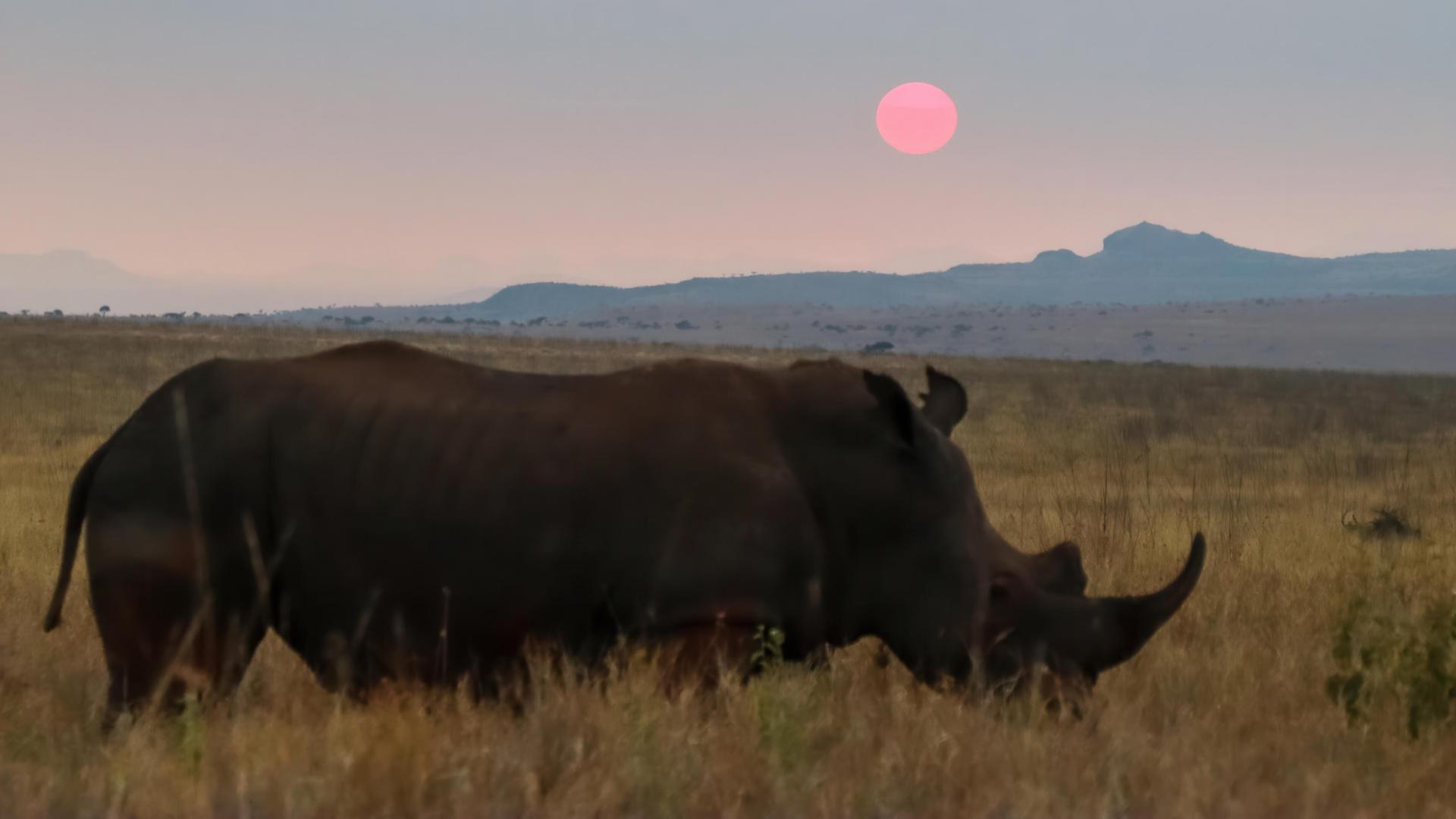 Es ist Abend: Man sieht das Tier als schwarze Silhouette im Vordergrund grasen. Dahinter Savanne, am Horizont ein Gebirge und die untergehende rote Sonne. 