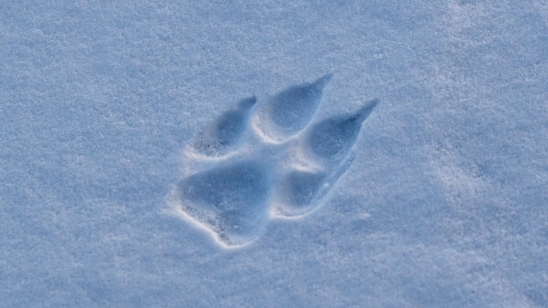 Pfotenabdruck eines Grauwolfs im Shnee,  am Hudson in der Nähe der Nanuk Lodge aufgenommen