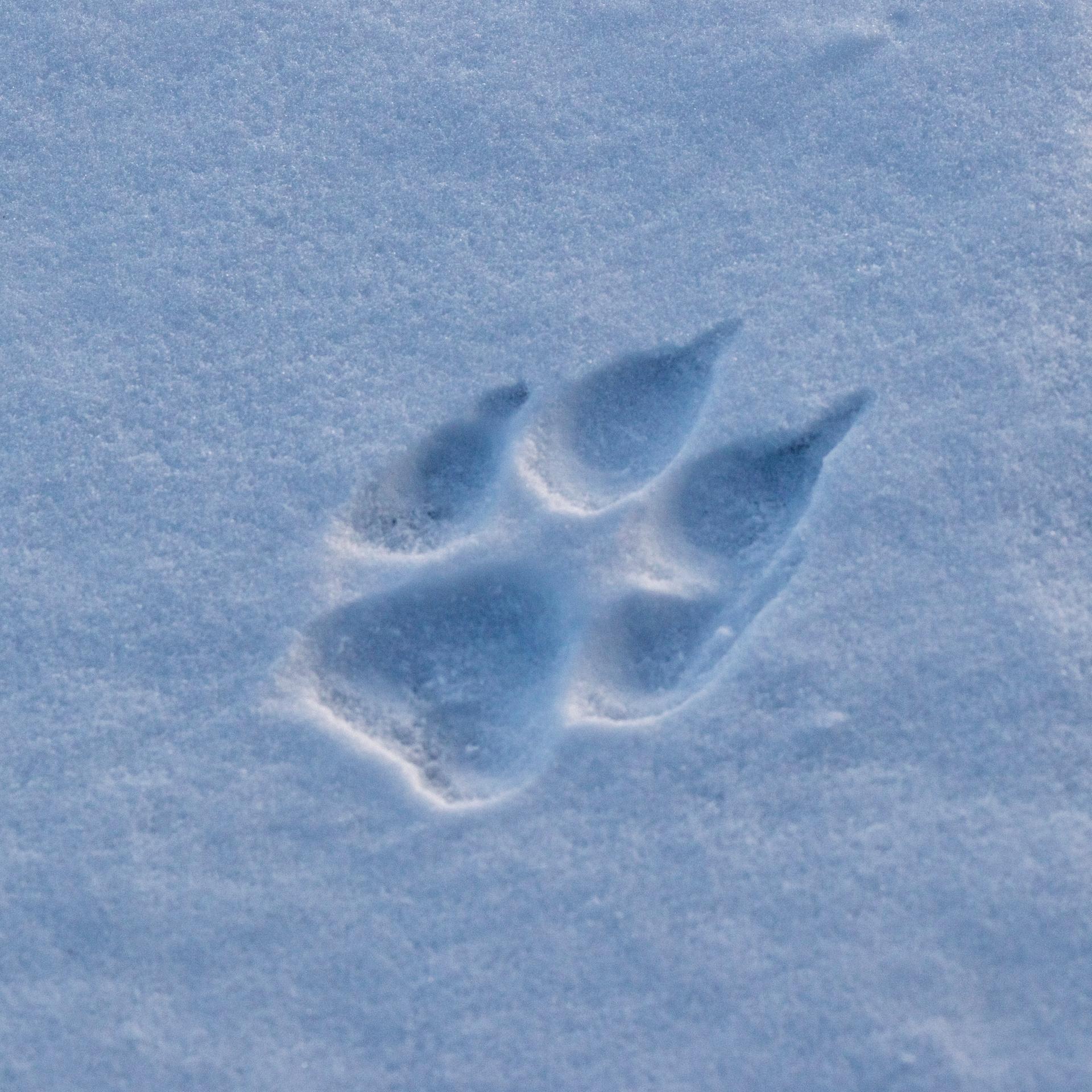 Die Kunst, Unsichtbares zu sehen - Versuch über das Spurenlesen