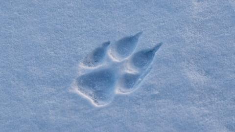 Pfotenabdruck eines Grauwolfs im Shnee,  am Hudson in der Nähe der Nanuk Lodge aufgenommen