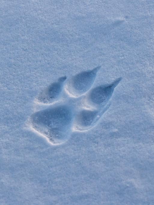Pfotenabdruck eines Grauwolfs im Shnee,  am Hudson in der Nähe der Nanuk Lodge aufgenommen