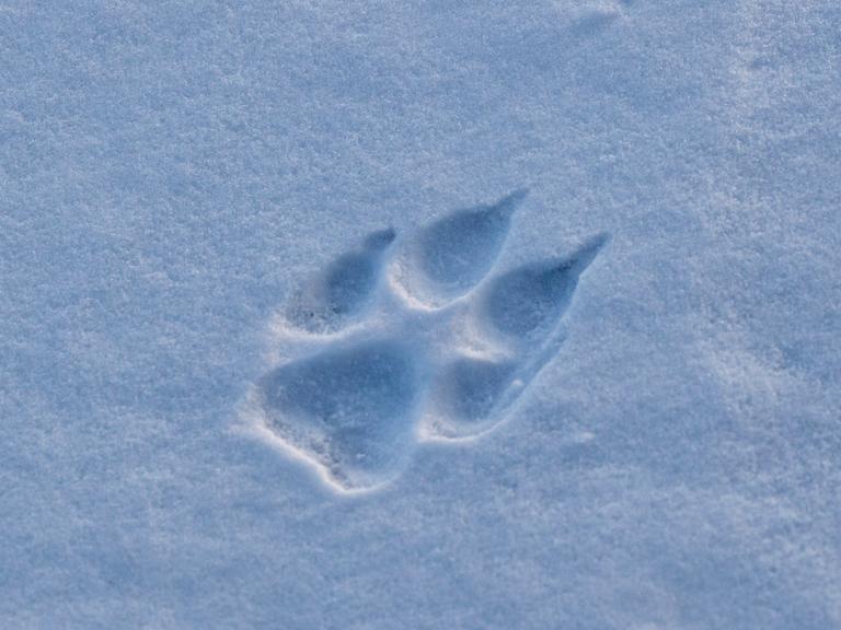 Pfotenabdruck eines Grauwolfs im Shnee,  am Hudson in der Nähe der Nanuk Lodge aufgenommen