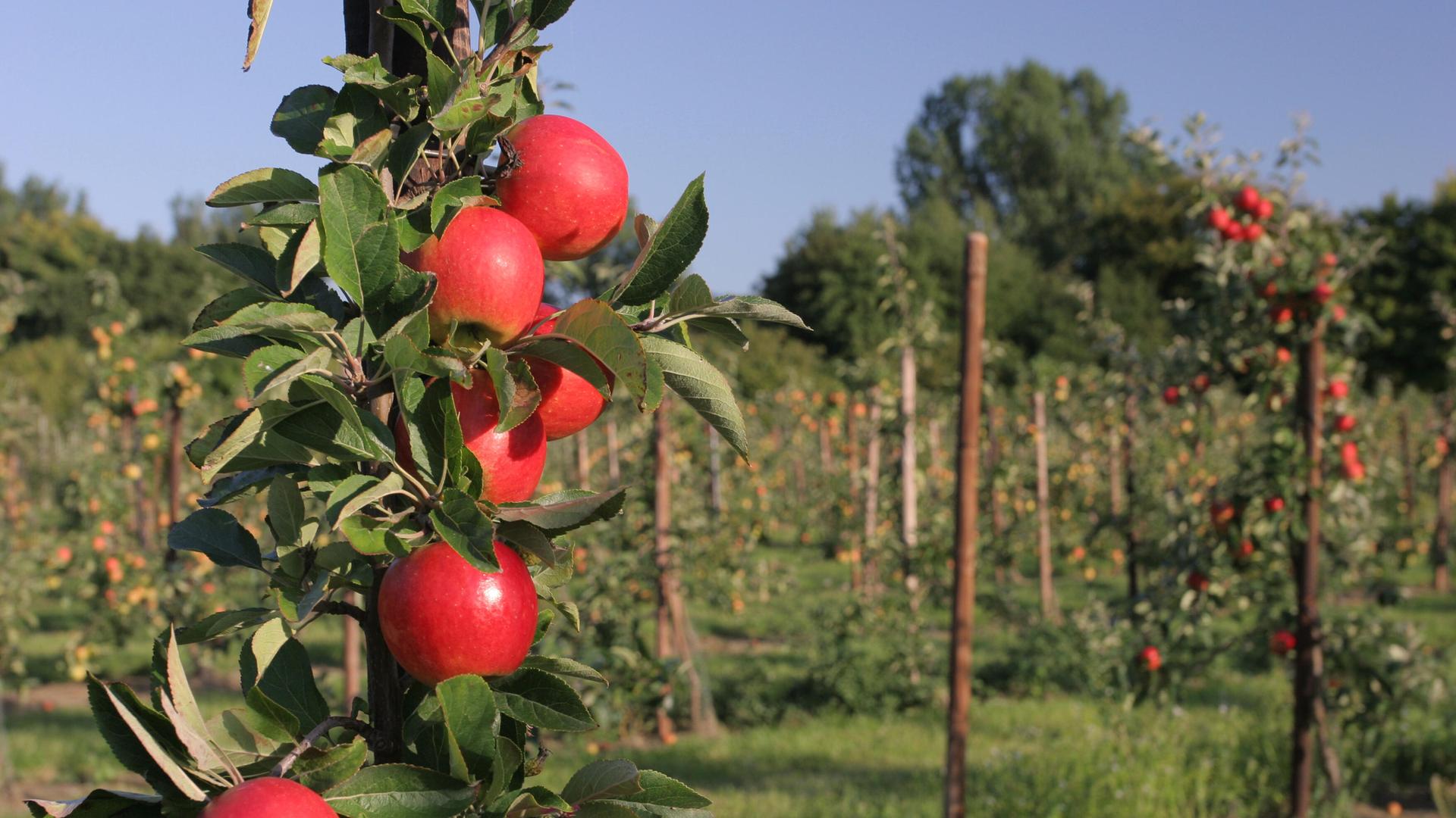 Apfelbaum-Plantage mit Säulenäpfeln und roten Äpfeln im Vordergrund Apfelbaum-Plantage mit Säulenäpfeln und roten Äpfeln im Vordergrund