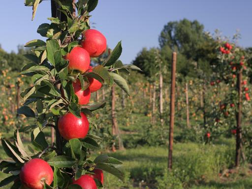 Apfelbaum-Plantage mit Säulenäpfeln und roten Äpfeln im Vordergrund