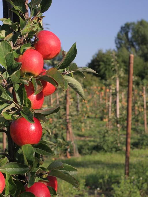 Apfelbaum-Plantage mit Säulenäpfeln und roten Äpfeln im Vordergrund