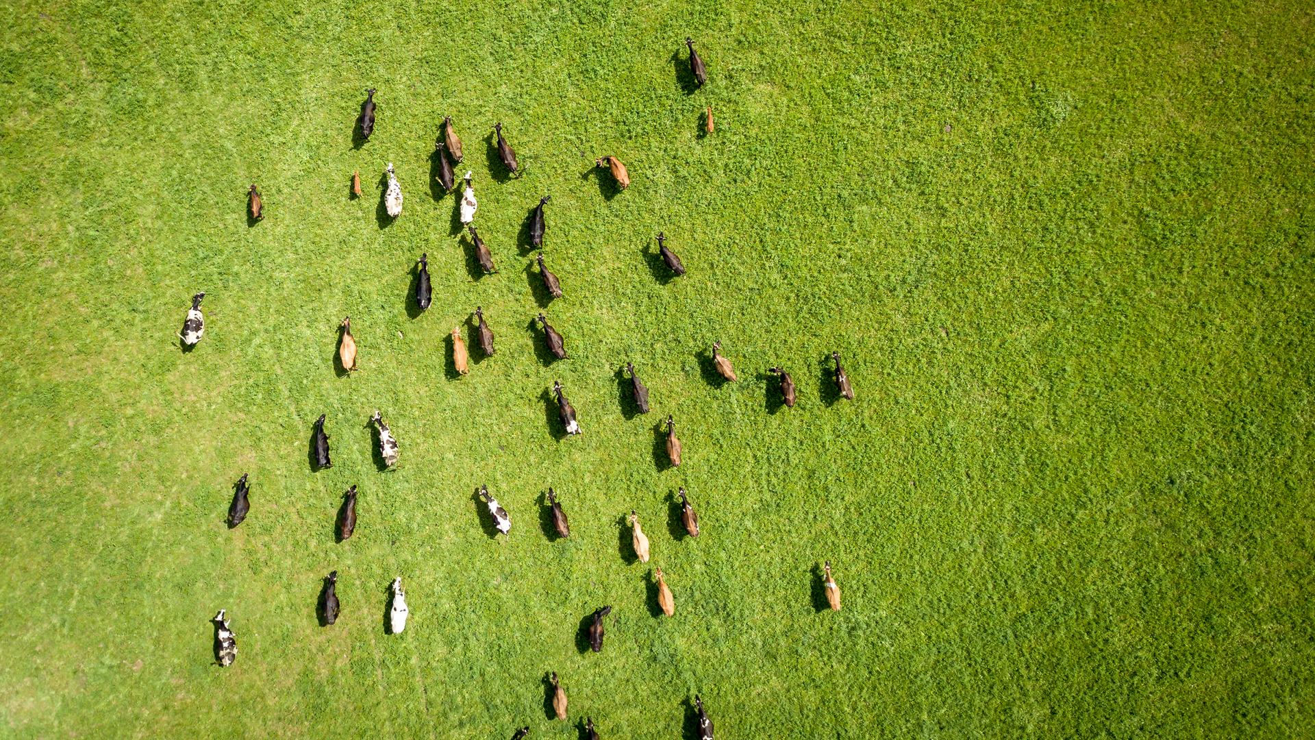 Eine Rinderherde, aufgenommen aus der Vogelperspektive, läuft über eine grüne Wiese.