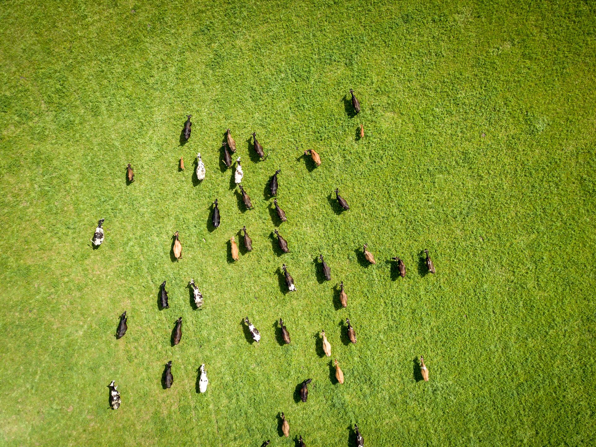 Eine Rinderherde, aufgenommen aus der Vogelperspektive, läuft über eine grüne Wiese.