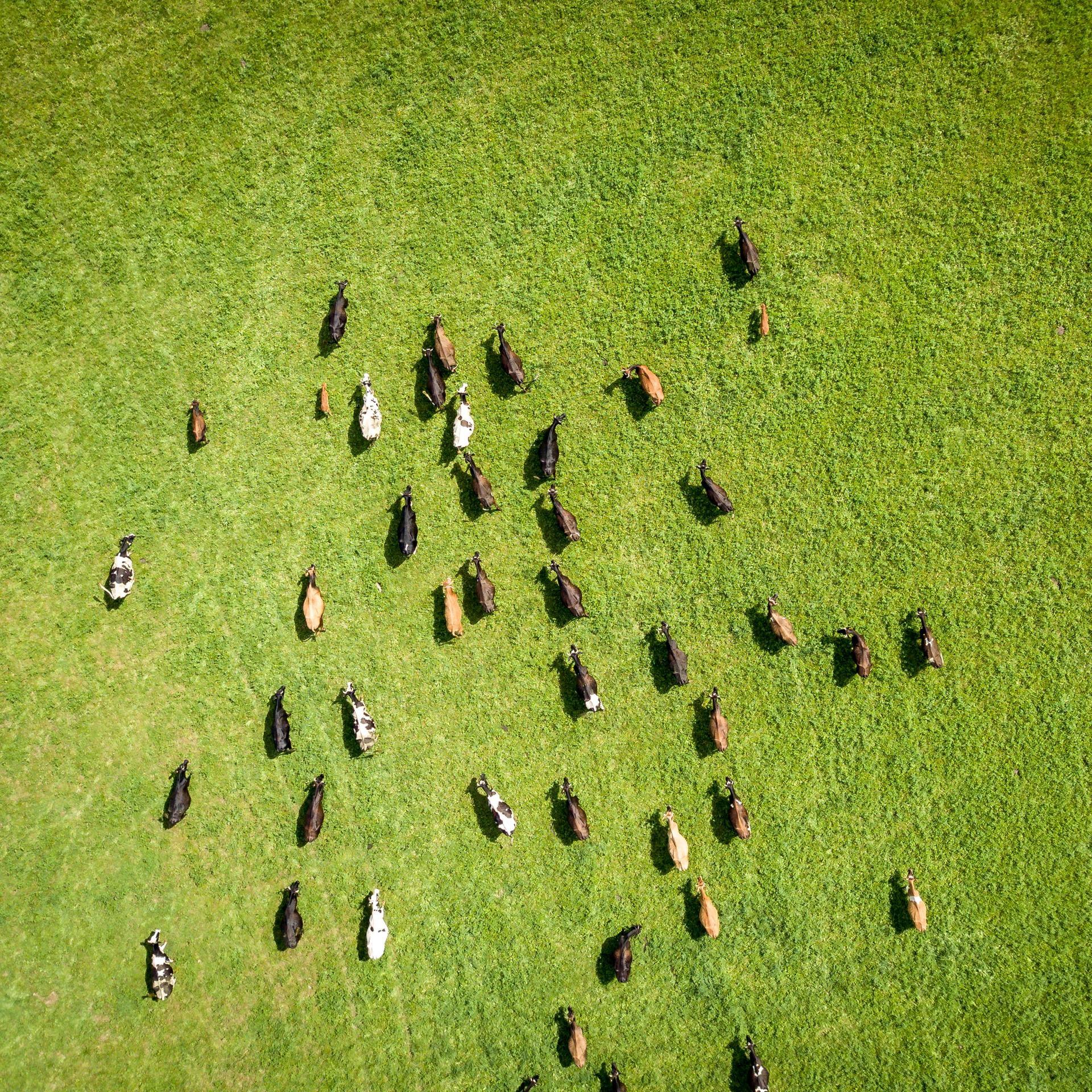 Feldstudie: Landwirtschaft - Vier Leben zwischen Tradition und Agribusiness