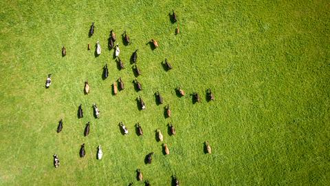 Eine Rinderherde, aufgenommen aus der Vogelperspektive, läuft über eine grüne Wiese. Eine Rinderherde, aufgenommen aus der Vogelperspektive, läuft über eine grüne Wiese.