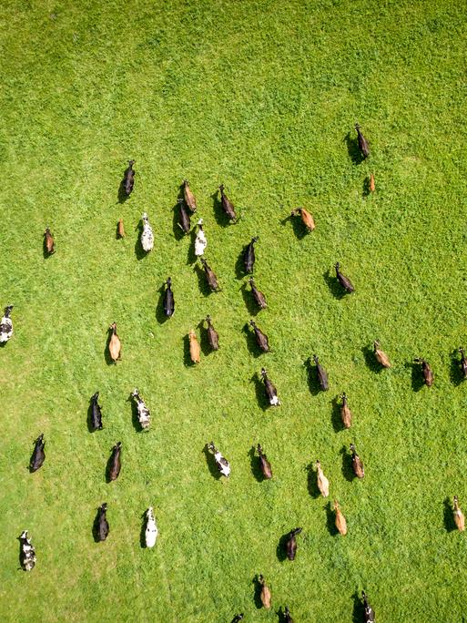 Eine Rinderherde, aufgenommen aus der Vogelperspektive, läuft über eine grüne Wiese. Eine Rinderherde, aufgenommen aus der Vogelperspektive, läuft über eine grüne Wiese.