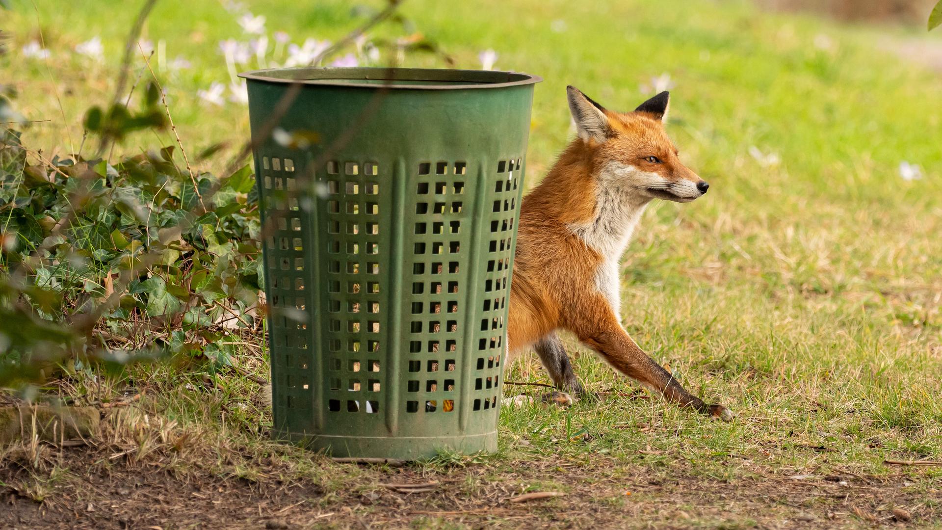 Ein Fuchs  hockt neben einem Papierkorb