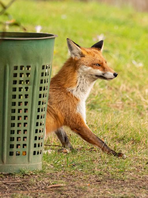Ein Fuchs hockt neben einem Papierkorb Ein Fuchs hockt neben einem Papierkorb