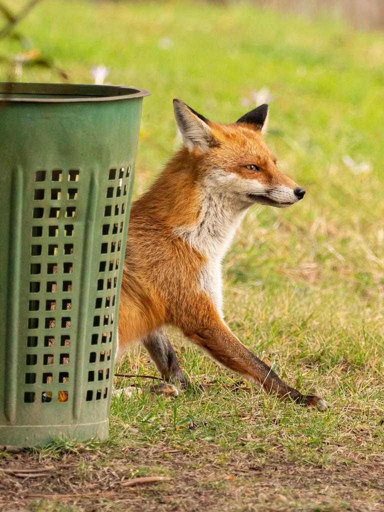 Ein Fuchs  hockt neben einem Papierkorb