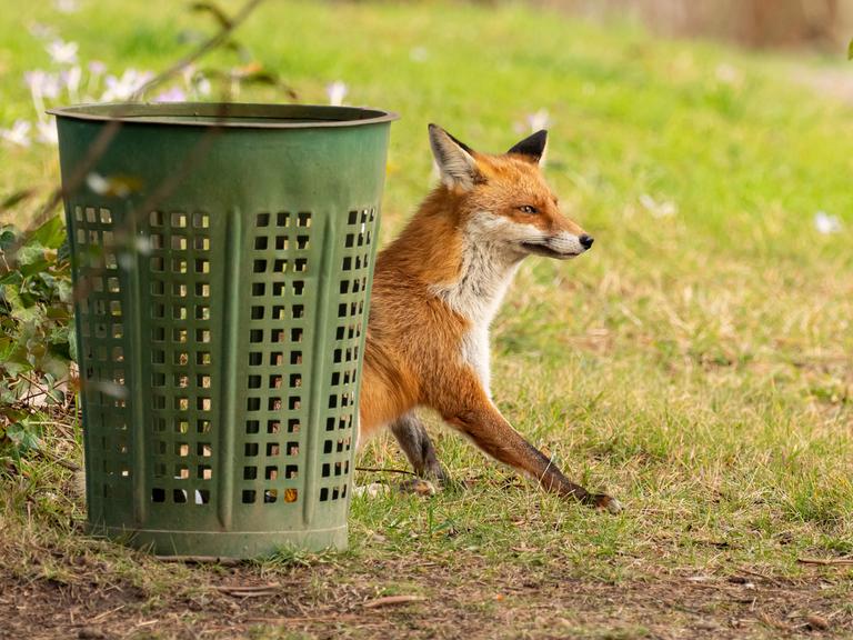 Ein Fuchs hockt neben einem Papierkorb Ein Fuchs hockt neben einem Papierkorb