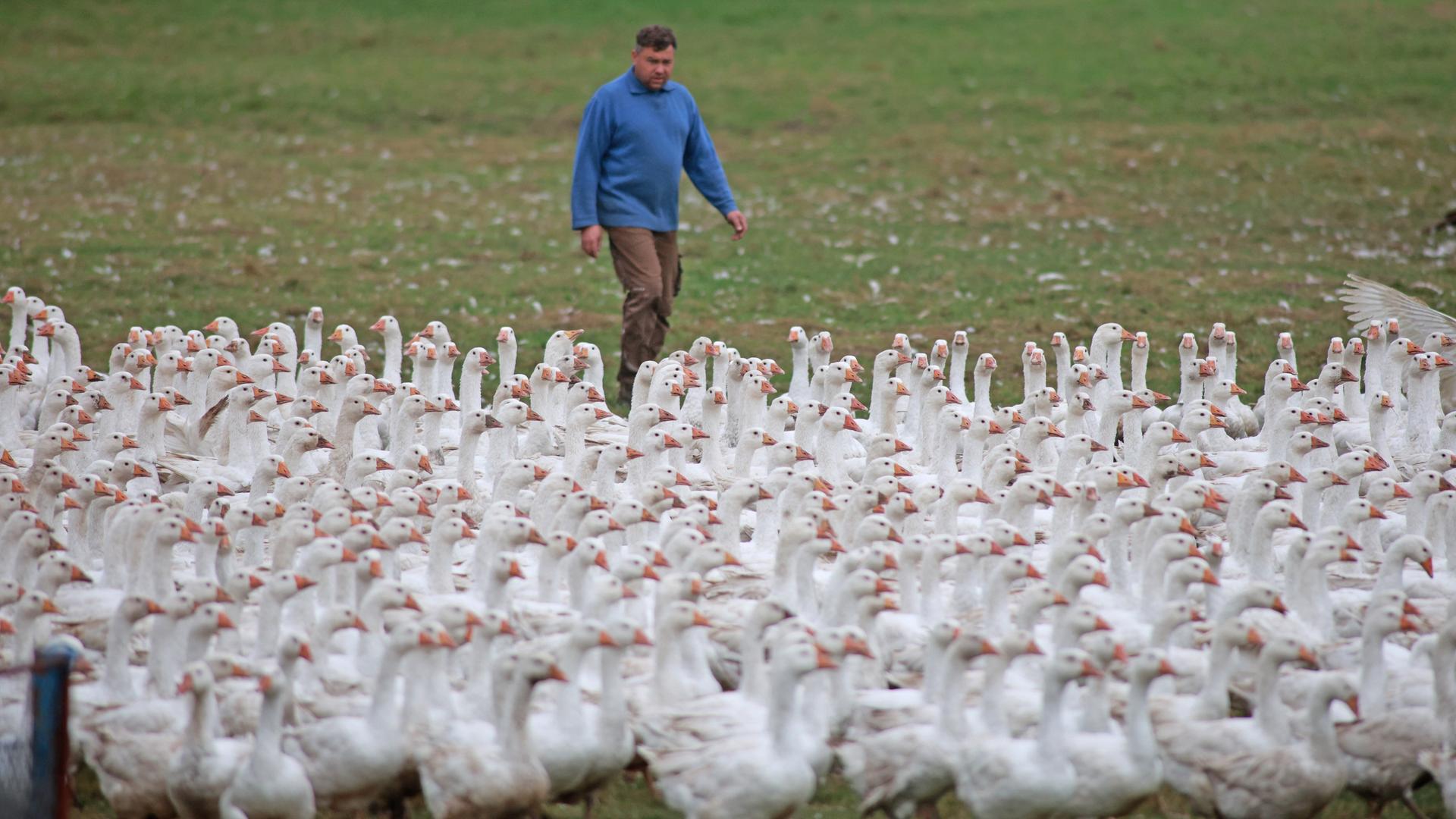 Ein Mann im blauen Pullover treibt eine Horde Gänse auf der Weide vor sich her. Ein Mann im blauen Pullover treibt eine Horde Gänse auf der Weide vor sich her.