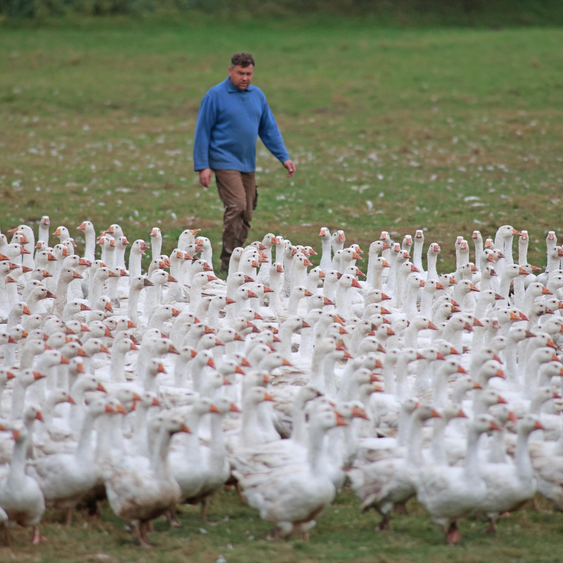 Vogelgrippe - Veterinär empfiehlt Grippeimpfung für Geflügel- und Schweinehalter