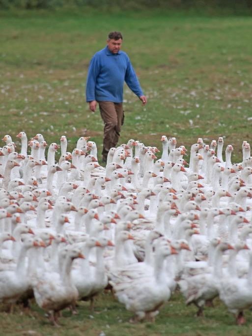 Ein Mann im blauen Pullover treibt eine Horde Gänse auf der Weide vor sich her.