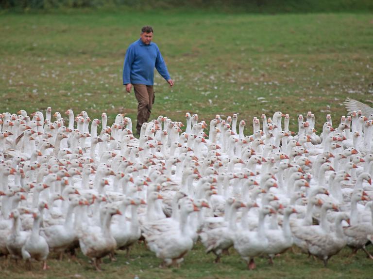 Ein Mann im blauen Pullover treibt eine Horde Gänse auf der Weide vor sich her.