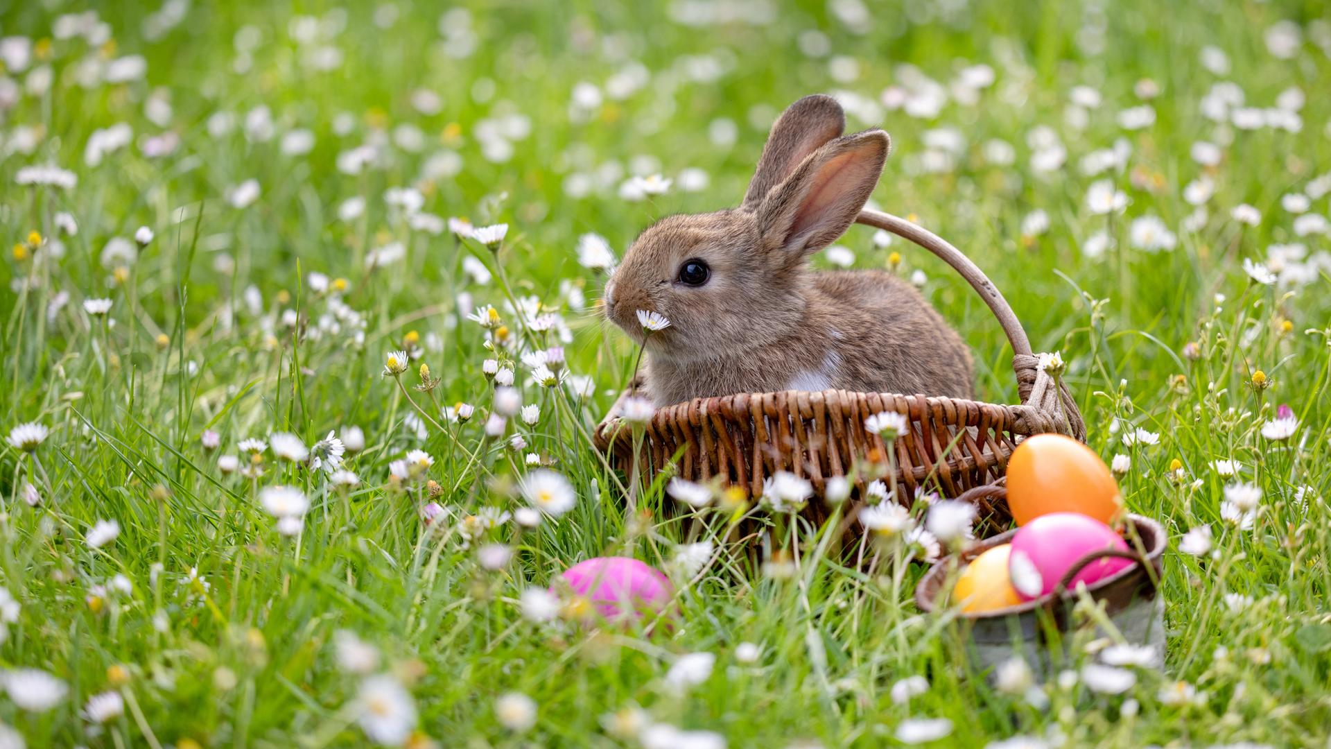 Ein Kaninchen sitzt in einem Osterkörbchen inmitten einer Wiese mit Ostereiern