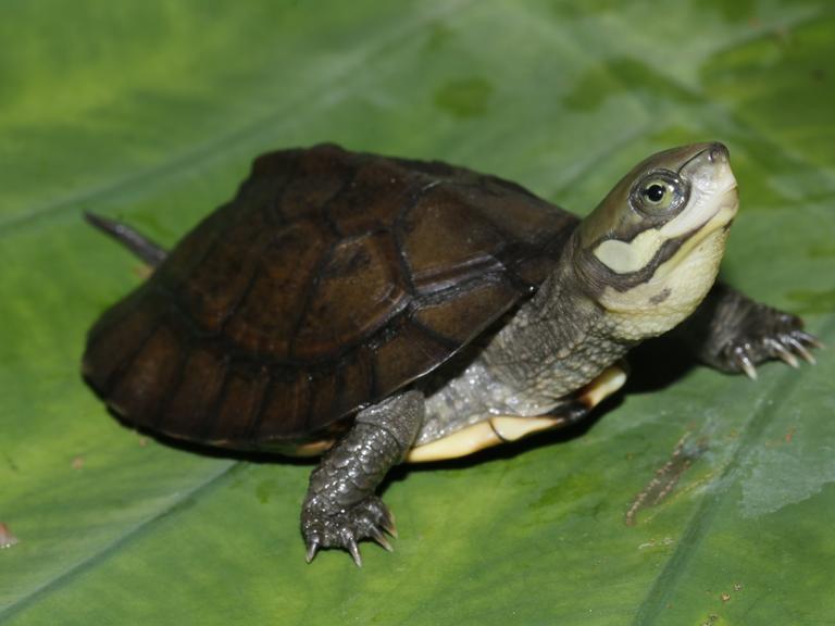 Die Zhous Scharnierschildkröte 