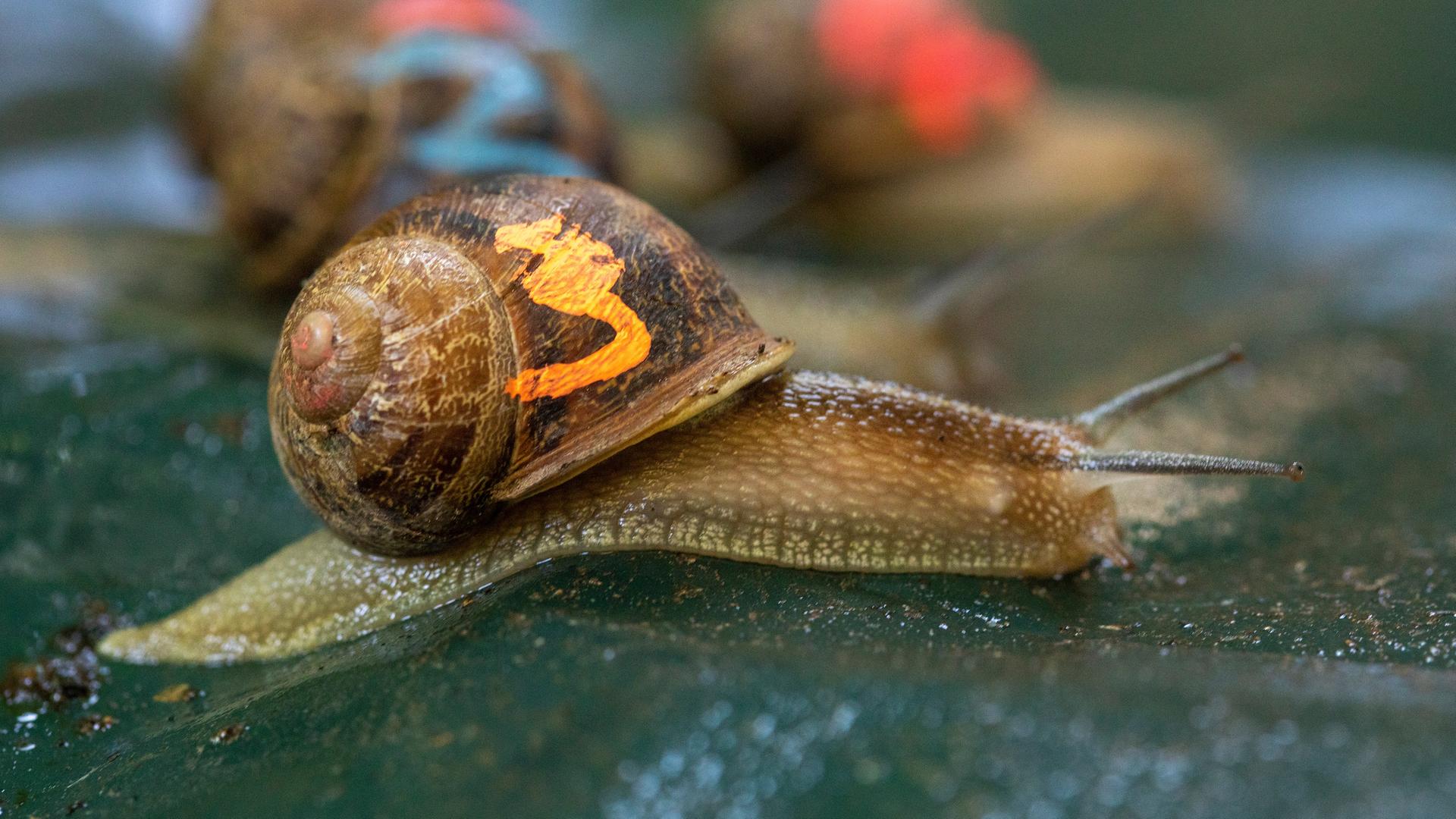 Schneckennrennnen, 3 Schnnecken mit Nnummern auf den Schnneckehäusern