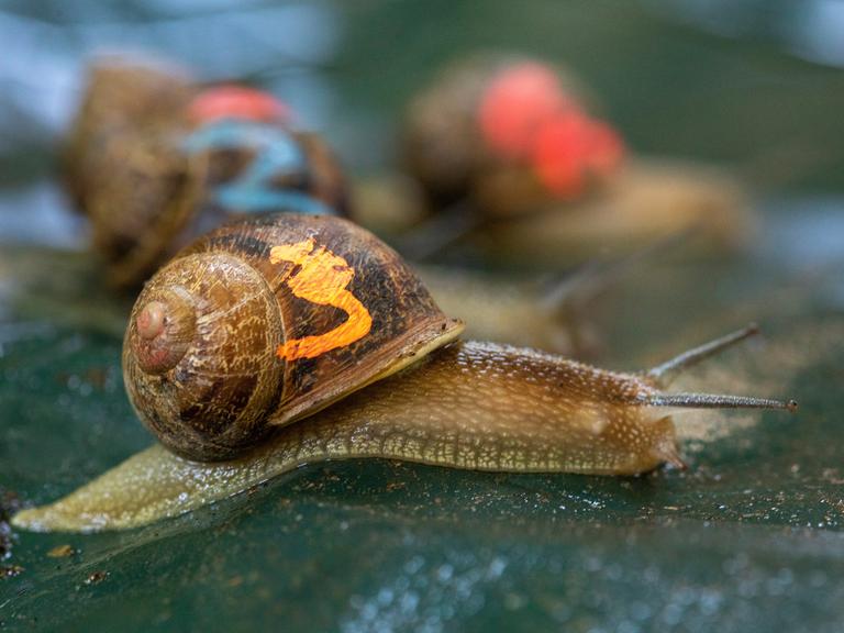 Schneckennrennnen, 3 Schnnecken mit Nnummern auf den Schnneckehäusern