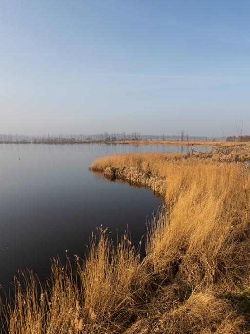 Das Ufer des Kummerower Sees.