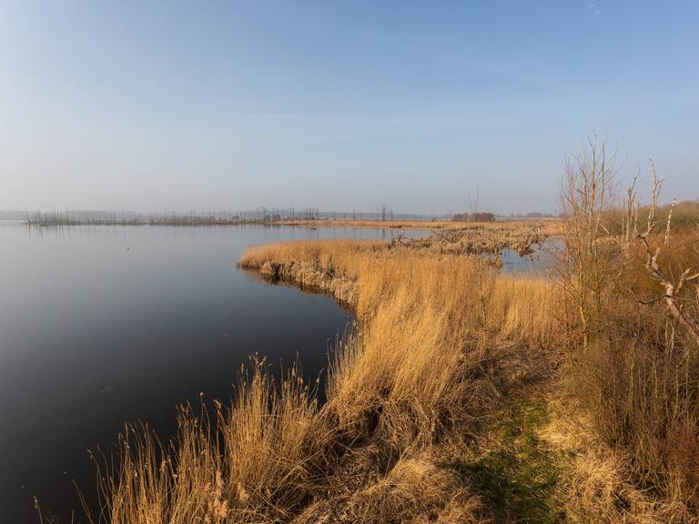 Das Ufer des Kummerower Sees.