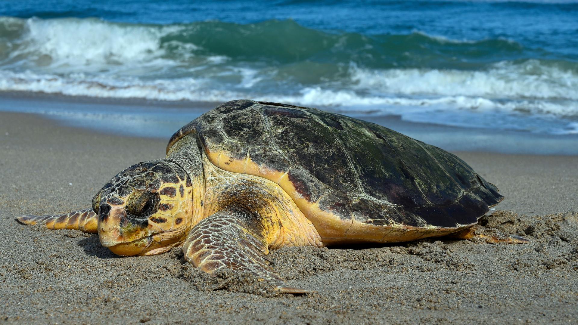 Eune Unechte Karettschildkröte bei der Eiablage am Strand. 