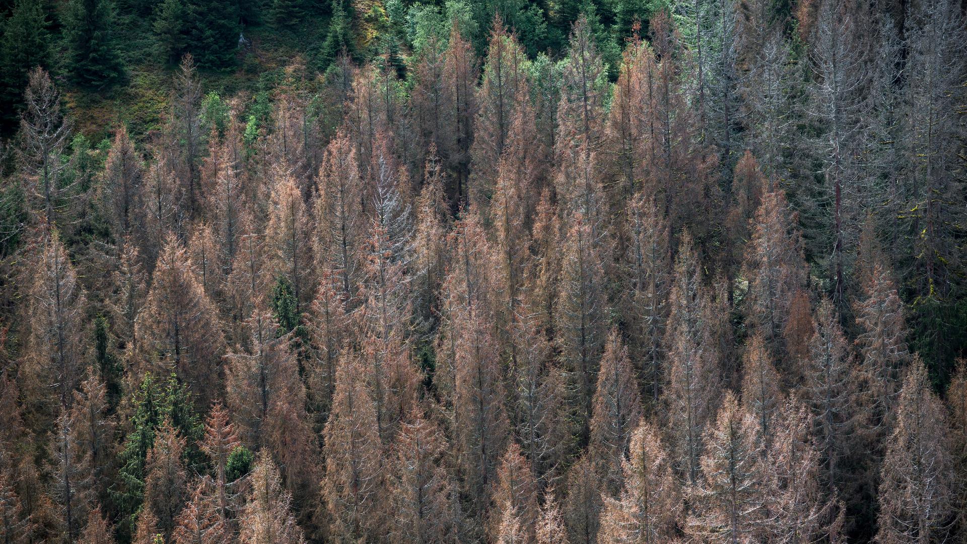 Abgestorbene Fichten stehen in einem Waldgebiet im Frankenwald. 