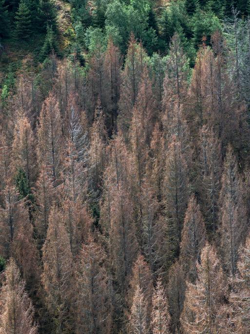 Abgestorbene Fichten stehen in einem Waldgebiet im Frankenwald. 