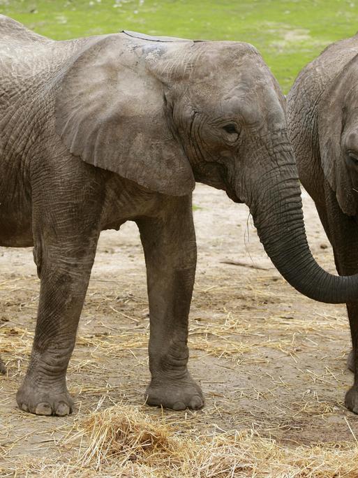 Zwei afrikanische Elefanten stehen auf einer kahlen Wiese nebeneinander und essen Stroh. Zwei afrikanische Elefanten stehen auf einer kahlen Wiese nebeneinander und essen Stroh.