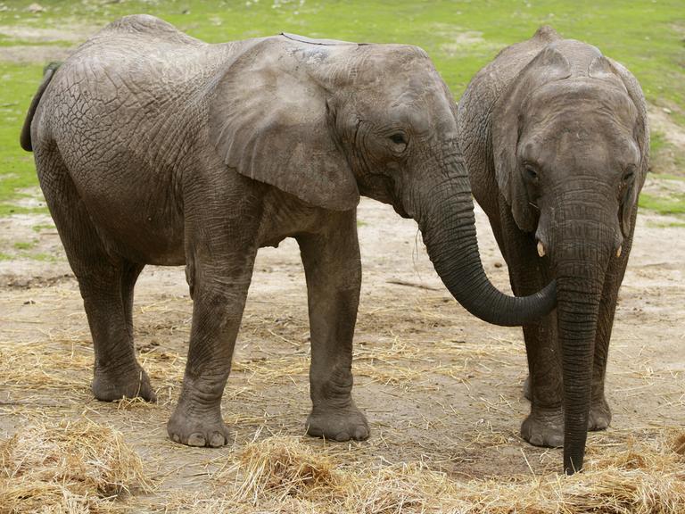 Zwei afrikanische Elefanten stehen auf einer kahlen Wiese nebeneinander und essen Stroh. Zwei afrikanische Elefanten stehen auf einer kahlen Wiese nebeneinander und essen Stroh.