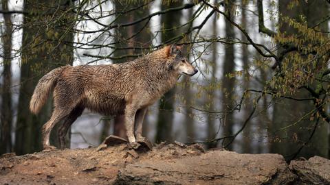 Ein Wolf steht in einem Wildpark in seinem Gehege, 2023.