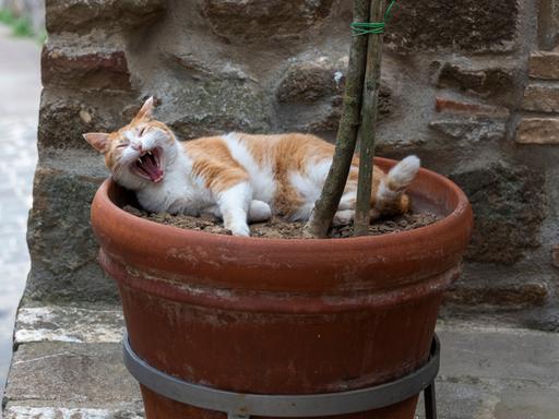 Eine Katze hält bei 39 Grad Celsius eine geruhsame Siesta in einem Blumentopf.