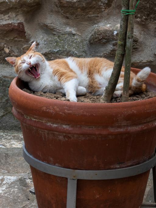 Eine Katze hält bei 39 Grad Celsius eine geruhsame Siesta in einem Blumentopf.