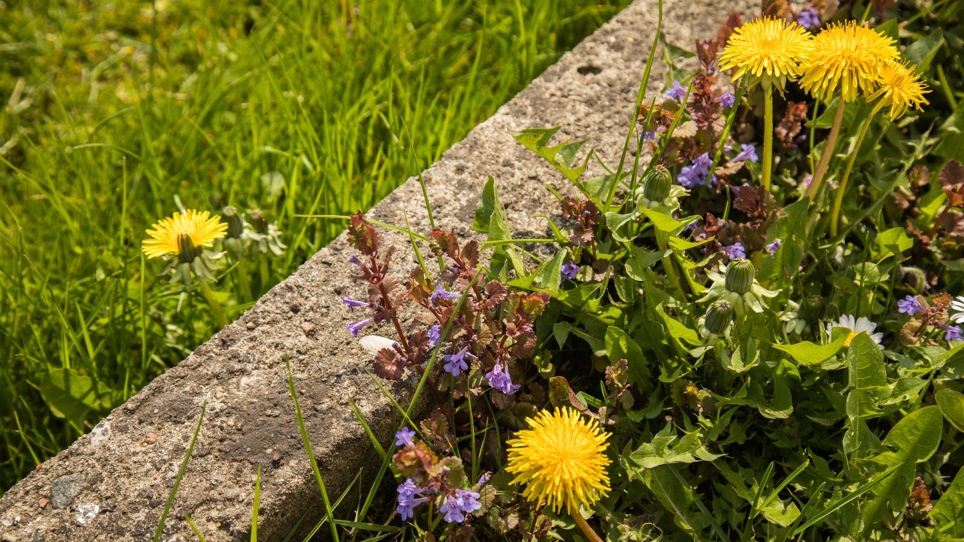 Ein Grenzstein trennt eine Wiese in gepflegten Rasen (links) und wilde Wiese (rechts).