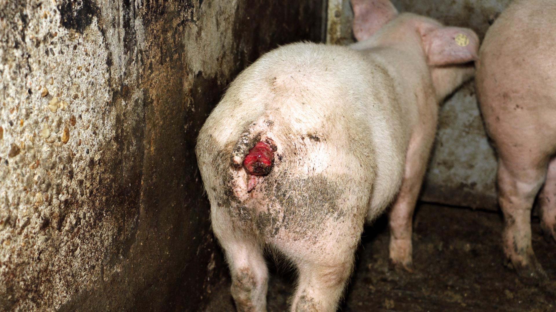 Ein Schwein mit einem blutigen Schwanz steht in einer Mastanlage