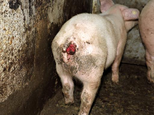 Ein Schwein mit einem blutigen Schwanz steht in einer Mastanlage
