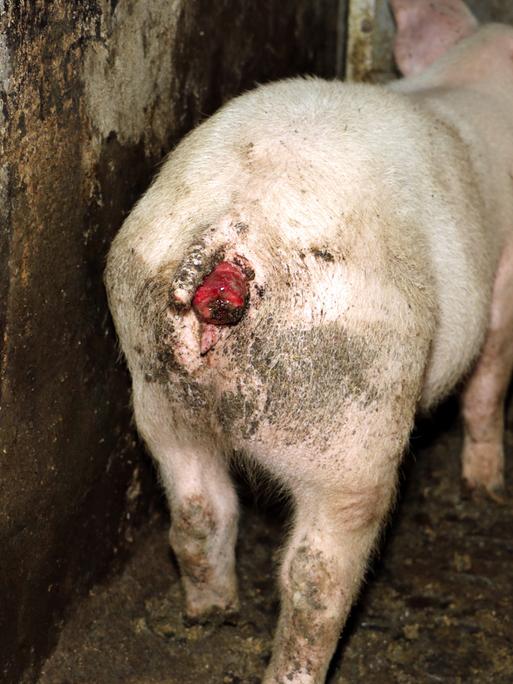 Ein Schwein mit einem blutigen Schwanz steht in einer Mastanlage